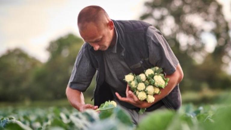 Syngenta Vegetable Seeds iStem Cauliflower