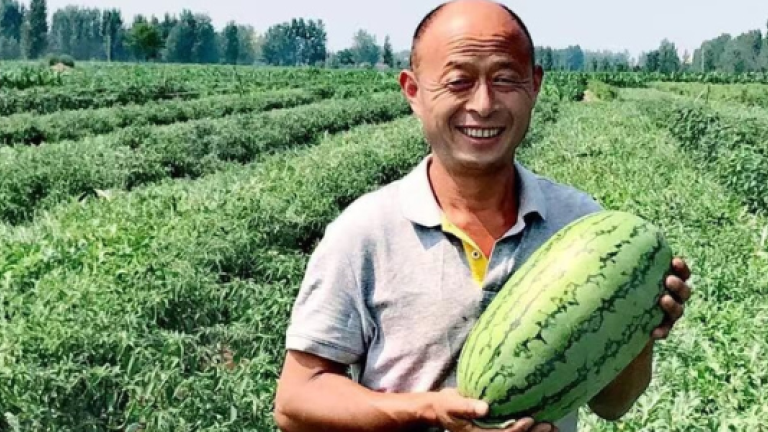 Syngenta Vegetables Good Growth Plan - Farmer in South East Asia with Watermelon
