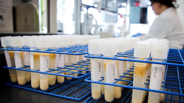 Seed health test