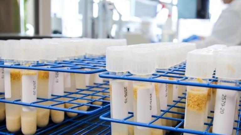 Seed health test