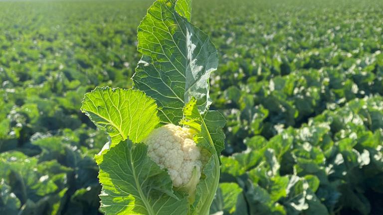 cauliflower field
