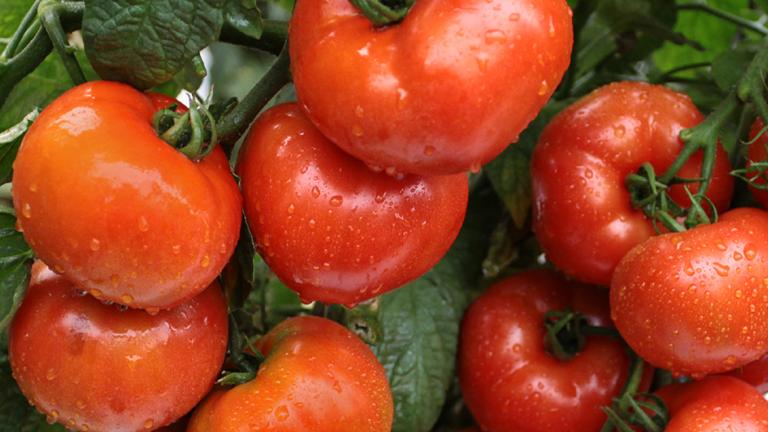 tomatos