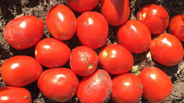 tomatos