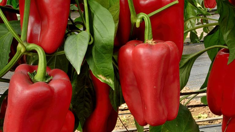 pimientos