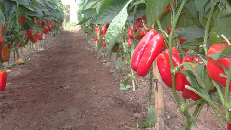 plantas de pimiento