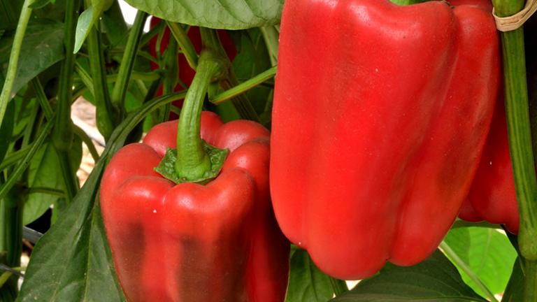 pimientos