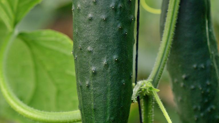 cucumber