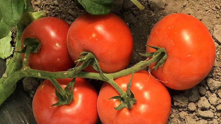 tomatos