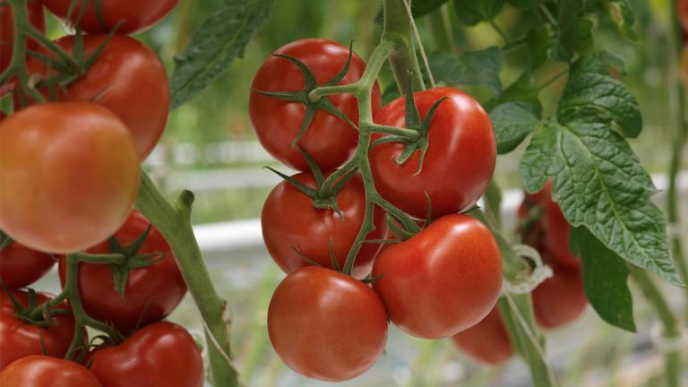 tomatos