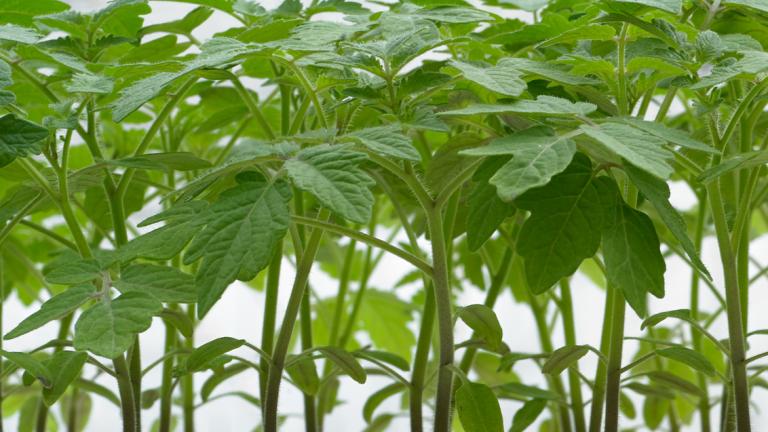 plant