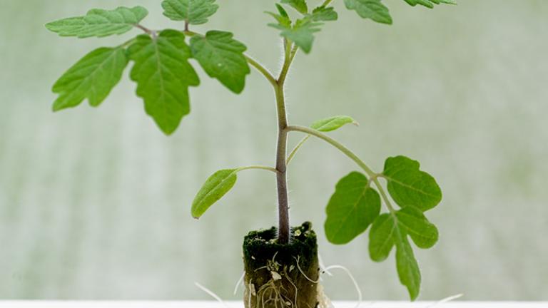plant