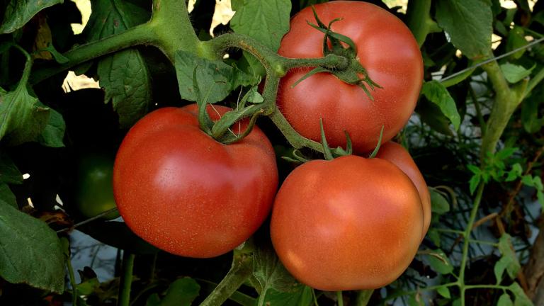 tomates