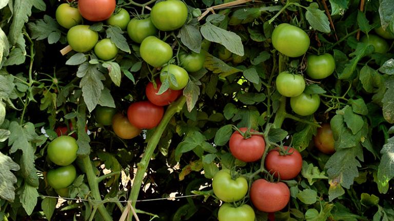 ramas con tomates