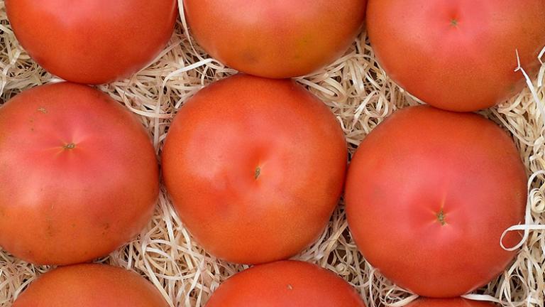 tomates
