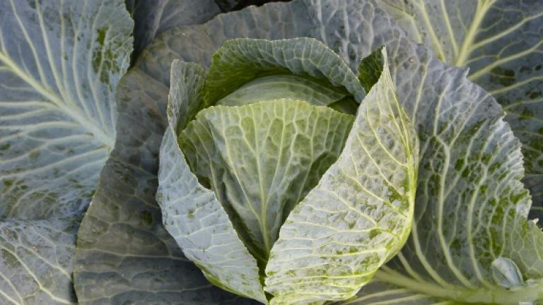 Cabbage