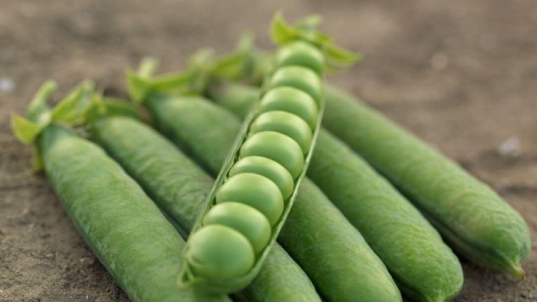 Pea