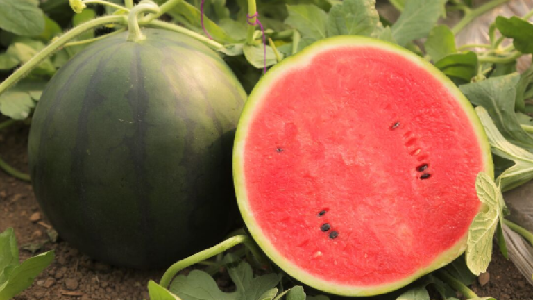 Watermelon