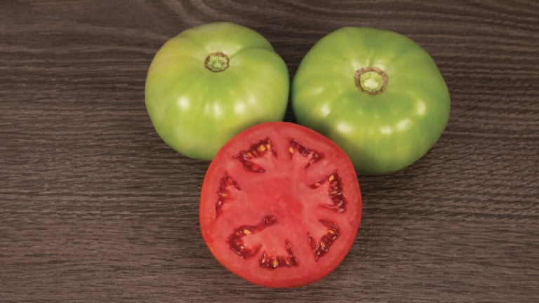Eastern Tomato