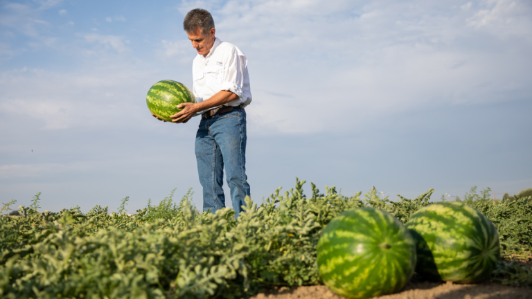 Syngenta manchester watermelon