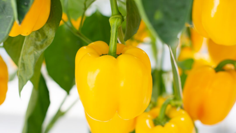 Active greenhouse pepper