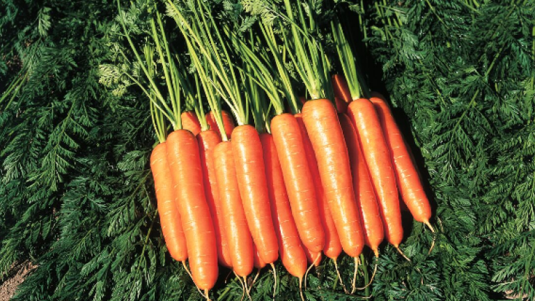 Carrot