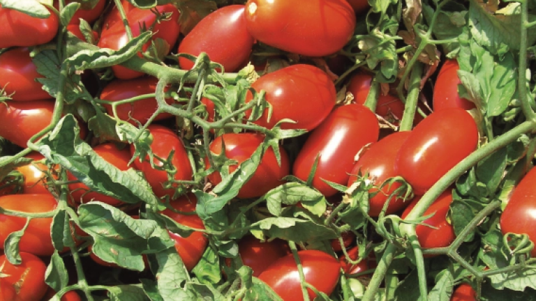 Pomodoro