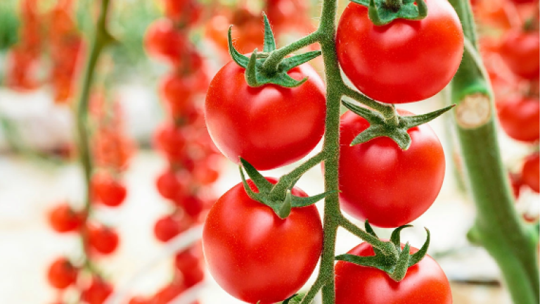 Pomodoro da Mercato Fresco