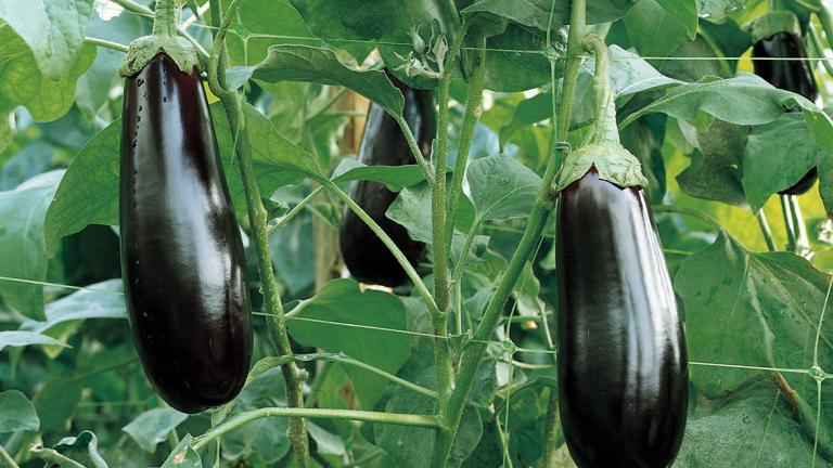 eggplant