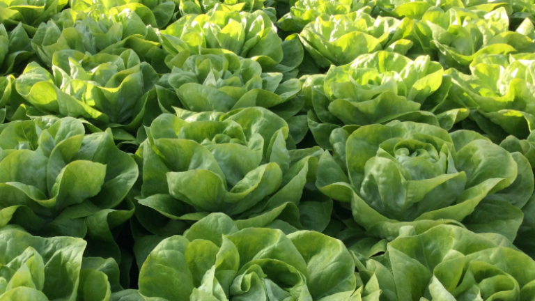Lettuce