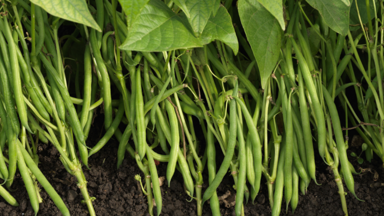 Green Bean 1132x637