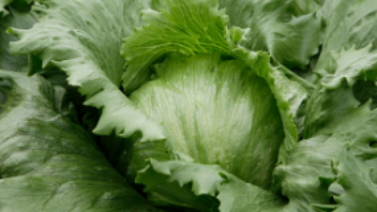 Iceberg