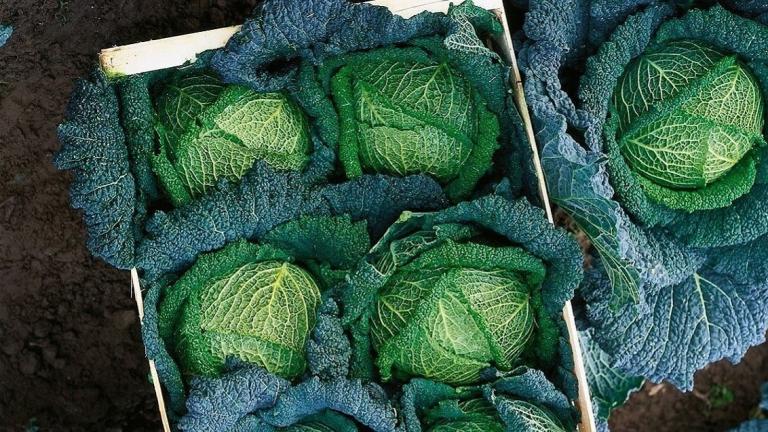 cabbage