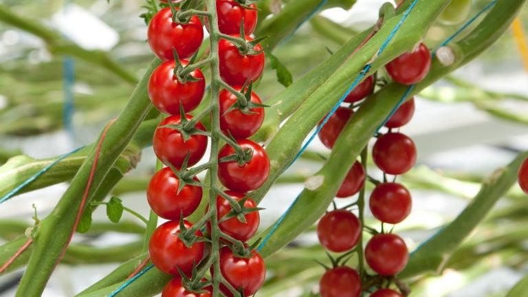 tomatoes