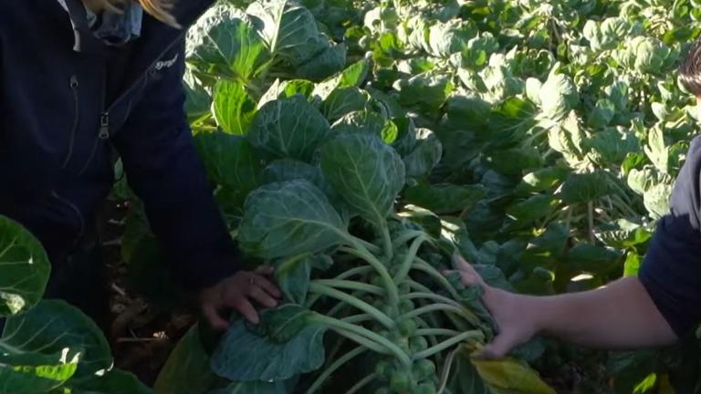 brussel sprouts
