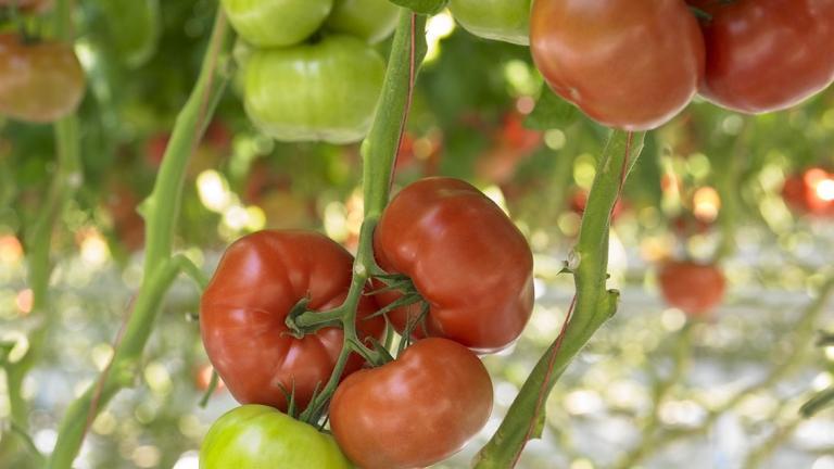 tomatoes