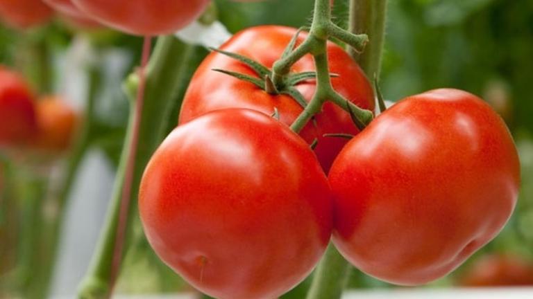 tomato