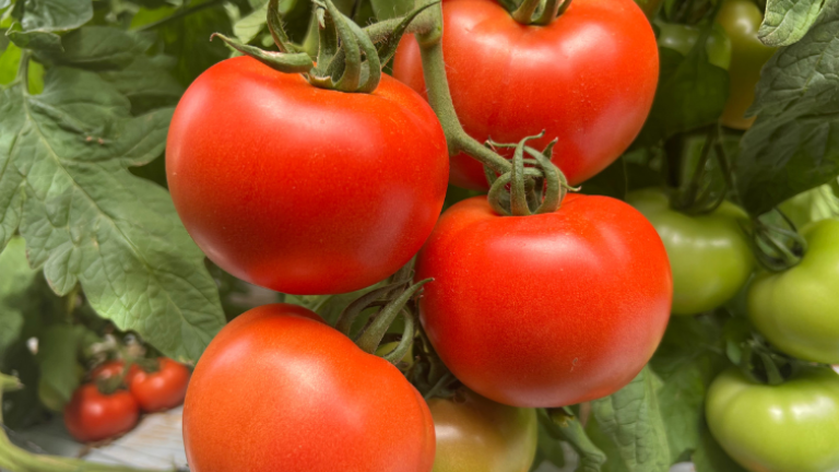Syngenta offers an entire tomato portfolio.