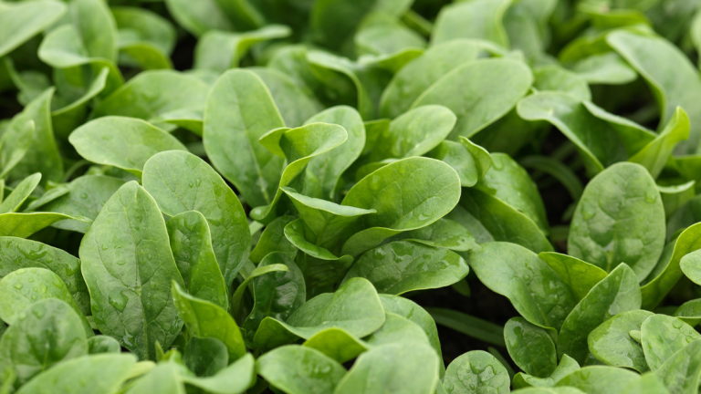 Spinach Website Main Image