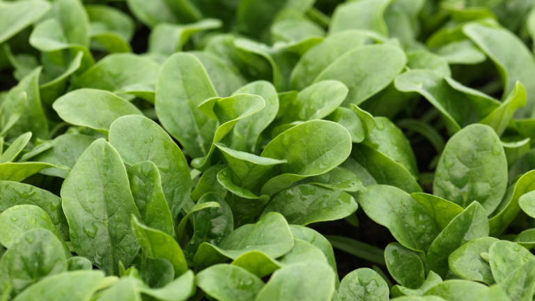 Spinach article thumbnail