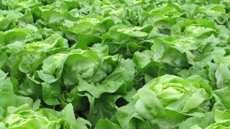 lettuce