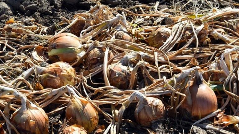 infected onions
