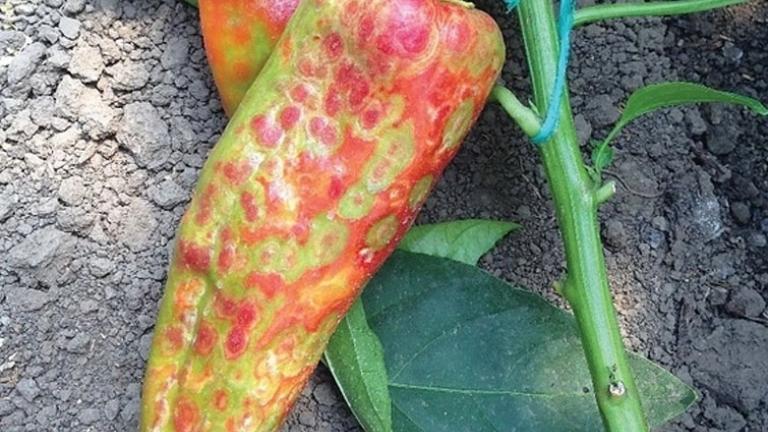 infected pepper