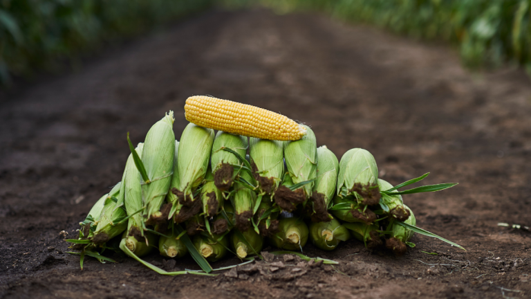 Sweet Corn