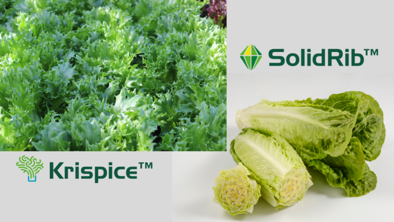 Krispice and SolidRib