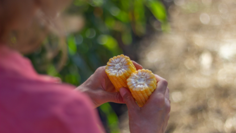 Sweet Corn