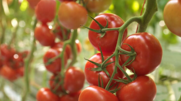 tomato