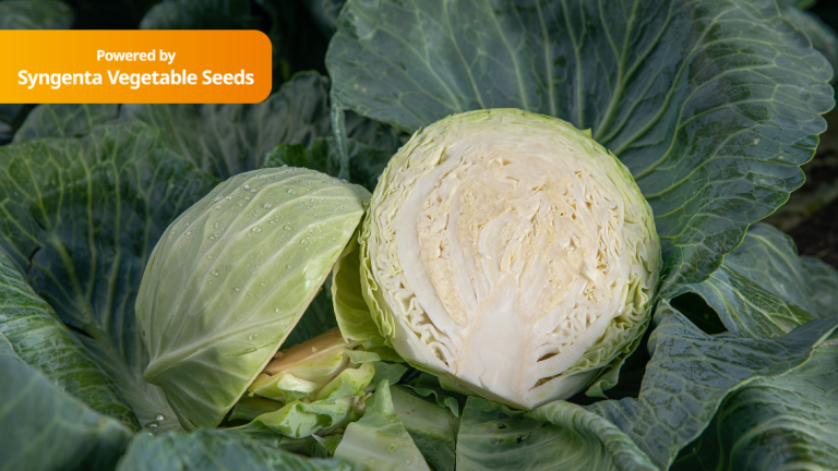 White Cabbage