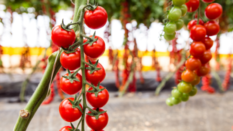 Join Us at Global Tomato Congress