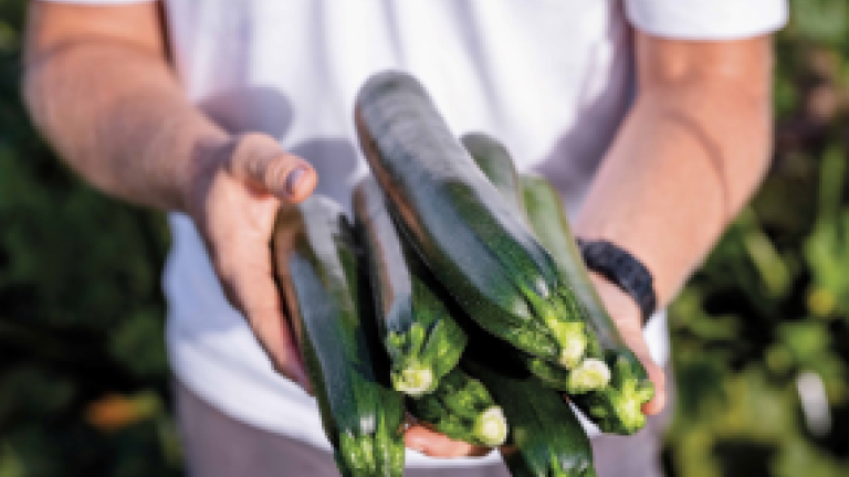 Zucchino