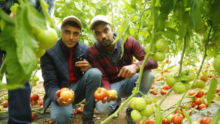 Lansor Growers